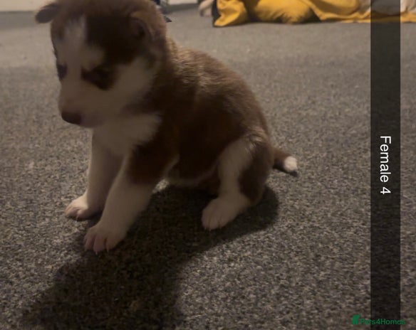 Siberian Husky dogs Beautiful husky puppies for sale 🐶 - Advert 18