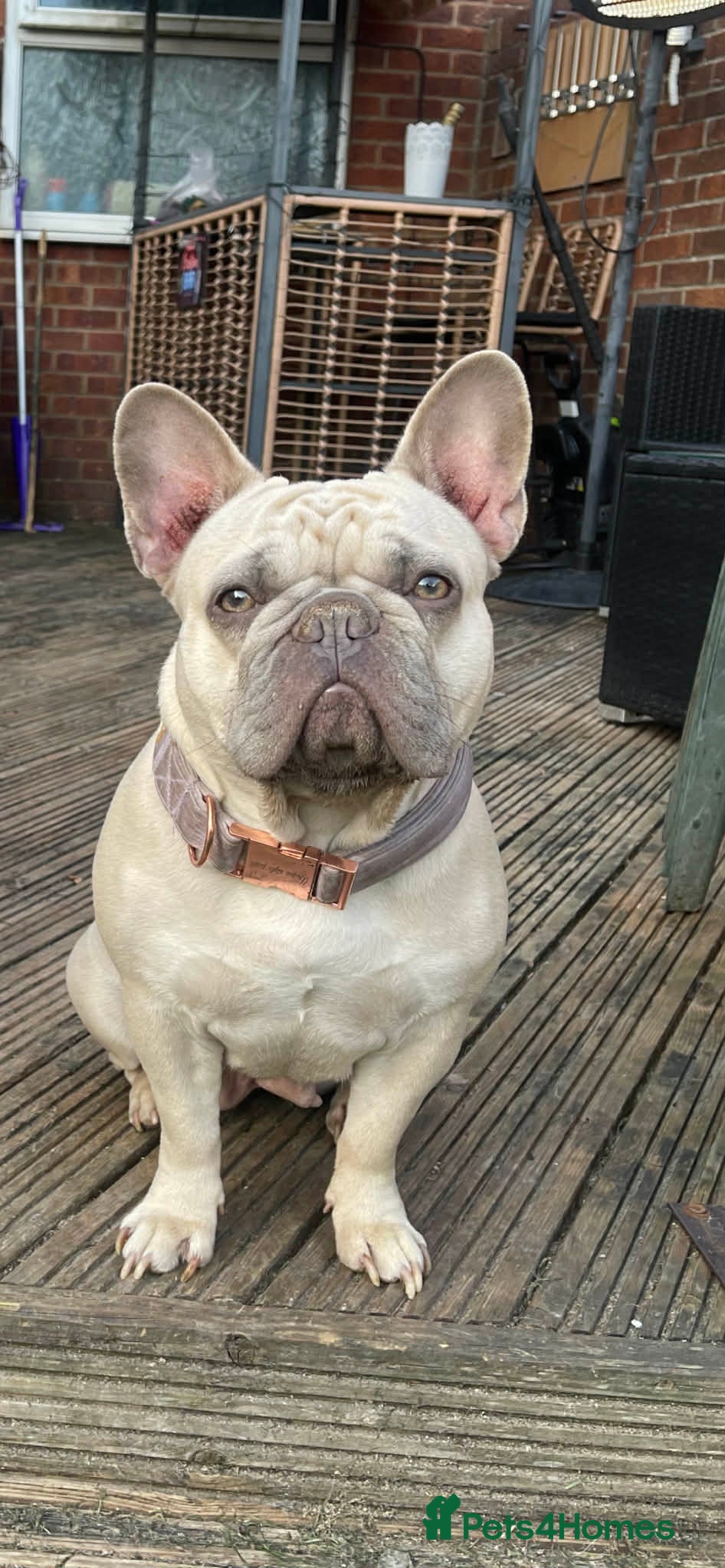 French Bulldog dogs Female French bulldog  - Advert 15