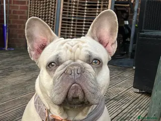 French Bulldog dogs Female French bulldog - Advert 15