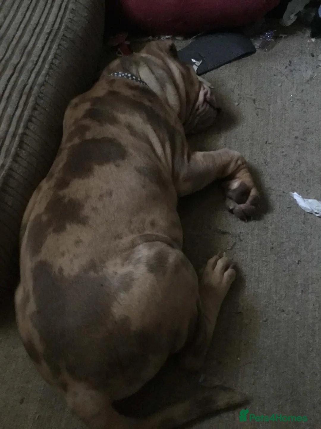 Mixed Breed dogs for sale: Shar pei cross mastiff  - Advert 4