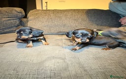 Mixed Breed dogs for sale: Adorable Doxiepoo Puppies for Sale - Advert 9