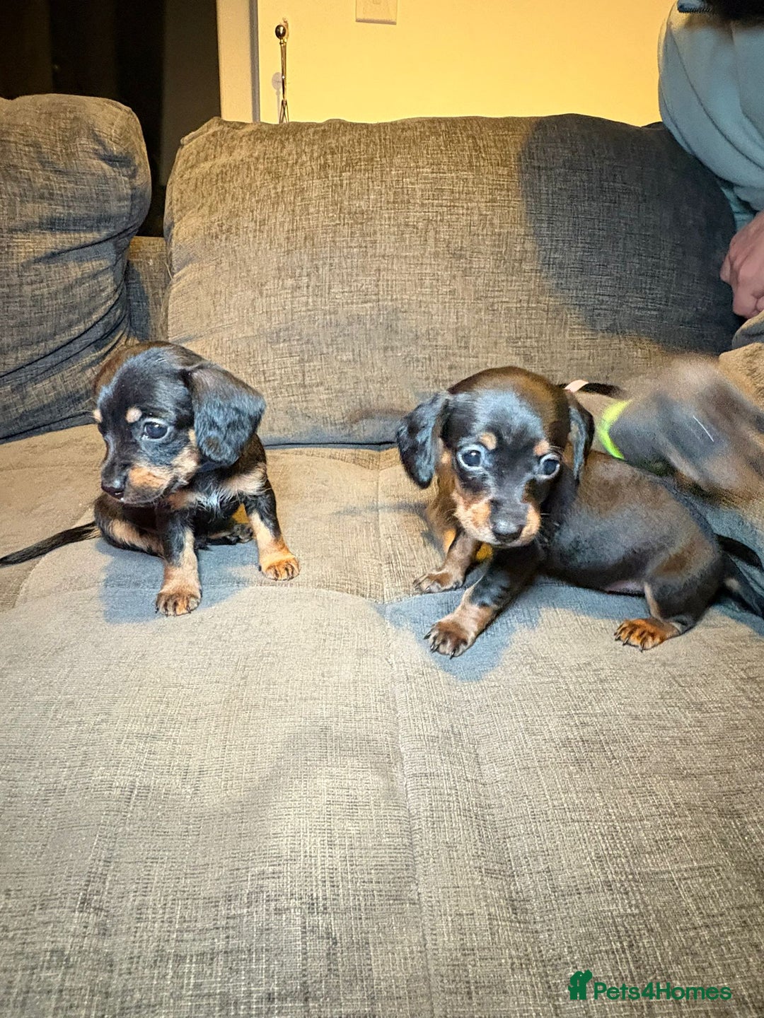 Mixed Breed dogs for sale: Adorable Doxiepoo Puppies for Sale - Advert 9