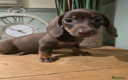 Miniature Dachshund dogs for sale: Ready now Gorgeous miniature daschunds  - Image 6