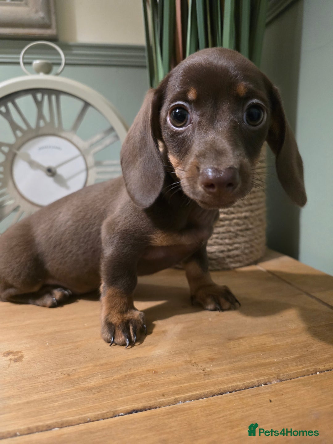Miniature Dachshund dogs for sale: Ready now Gorgeous miniature daschunds  - Image 6