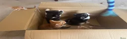 Mixed Breed cats for sale: Lovely kittens ready NOW!! - Advert 12