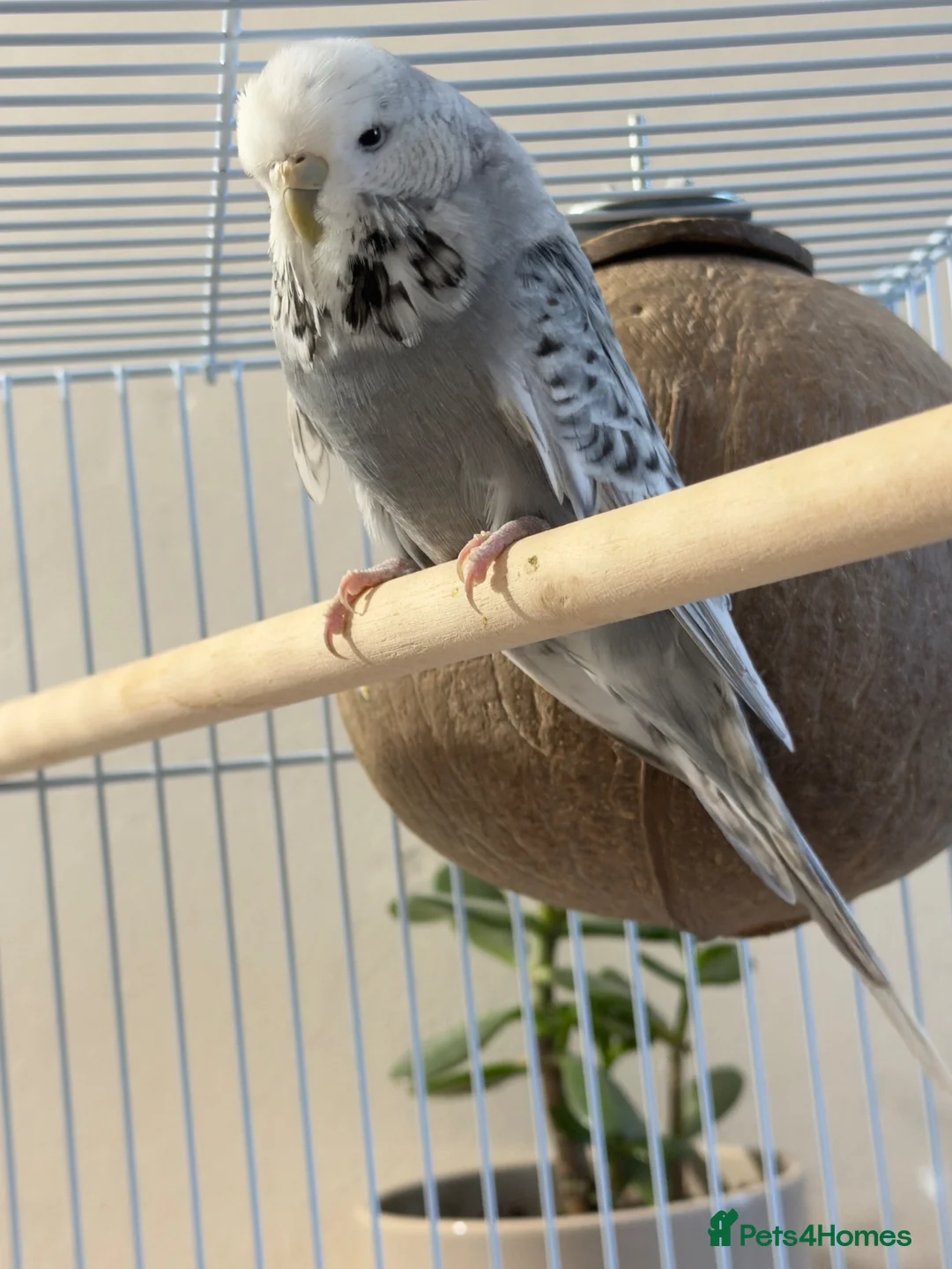 Budgerigars birds for sale: Female Budgie – 1 Year Old in Kidlington - Advert 2