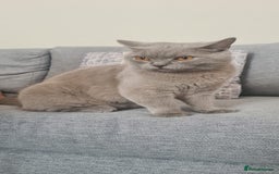 British Shorthair cats for sale: Pretty Lilac BSH Lana - Image 4