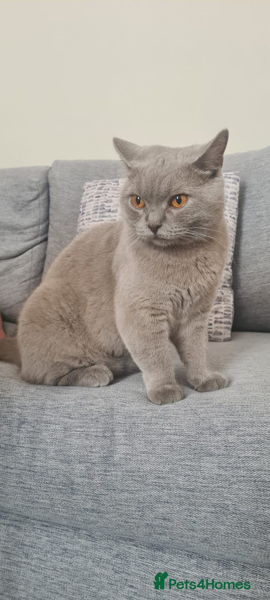 British Shorthair cats for sale: Pretty Lilac BSH Lana - Image 4