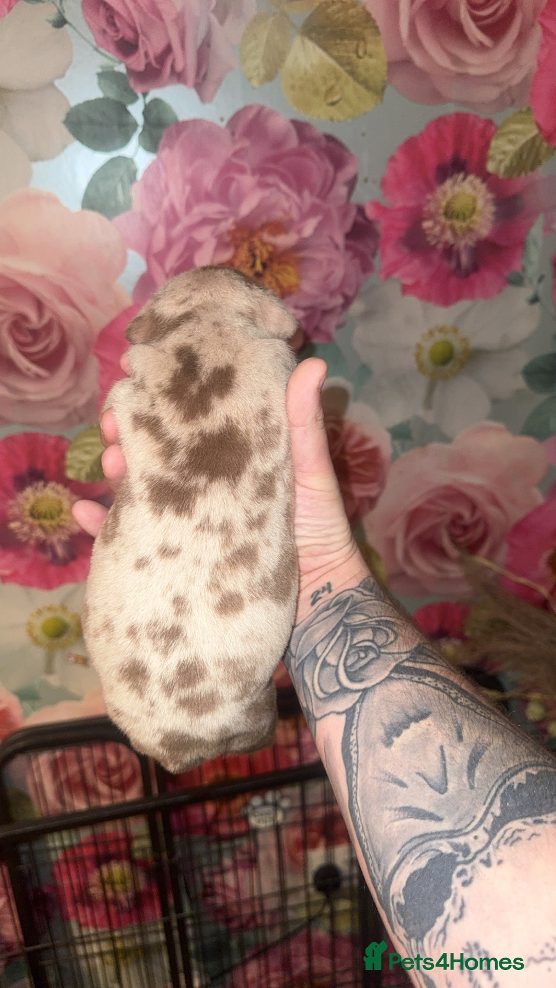 American Bully dogs for sale: American Bully Pups - Image 17