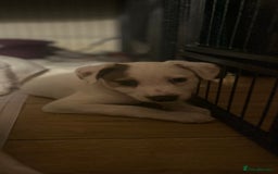 Mixed Breed dogs for sale: Lurcher x wiggy pups - Image 8