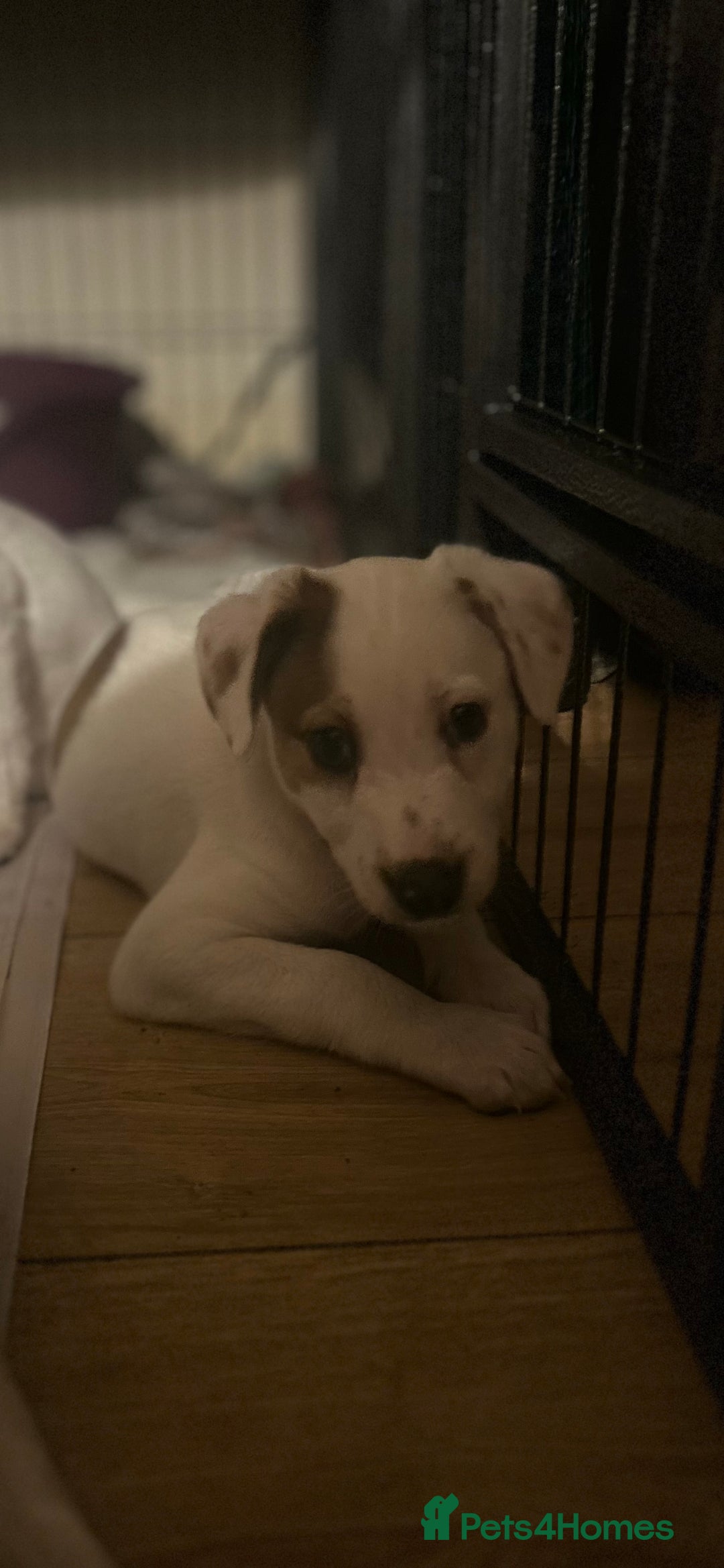 Mixed Breed dogs for sale: Lurcher x wiggy pups - Image 8