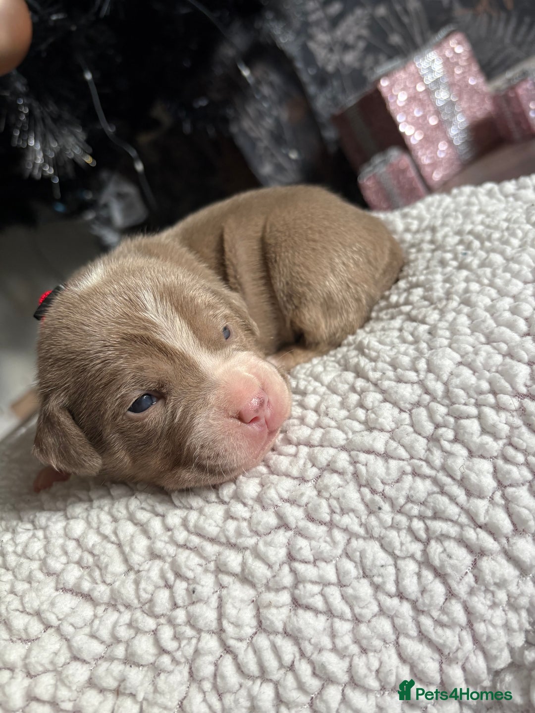 American Bully dogs for sale: Standard American bully’s lilac tri - Advert 5