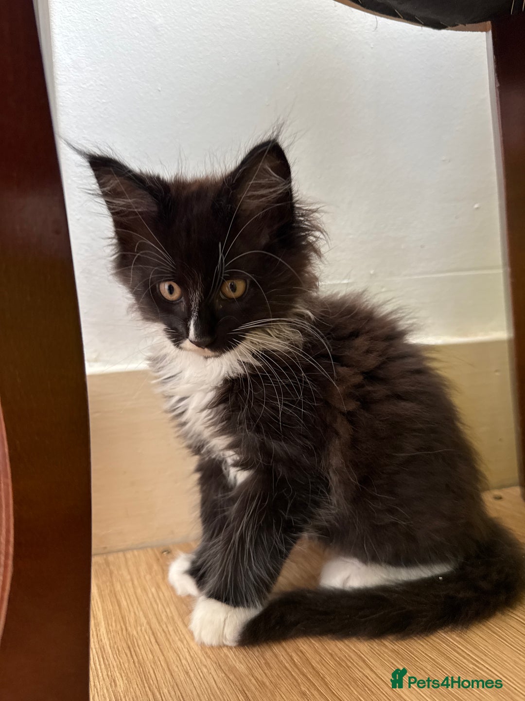Maine Coon cats for sale: TICA registered large MaineCoon polydactyl kittens - Image 18