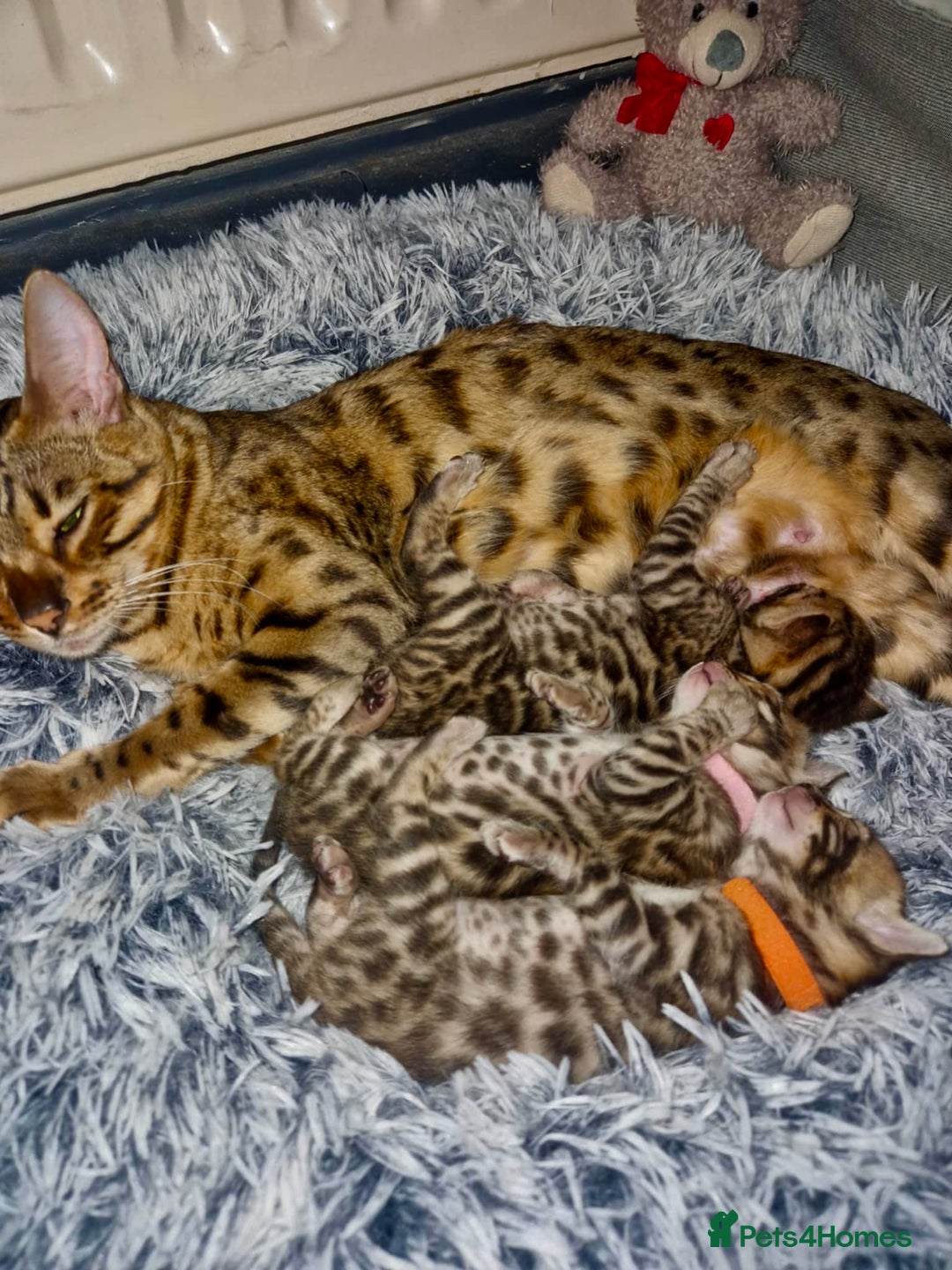 Bengal cats for sale: Beautiful bengal kittens for sale, 2boys available - Advert 12