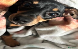 Mixed Breed dogs for sale: Rehoming Chiweenie - 2 Years Old  - Image 5