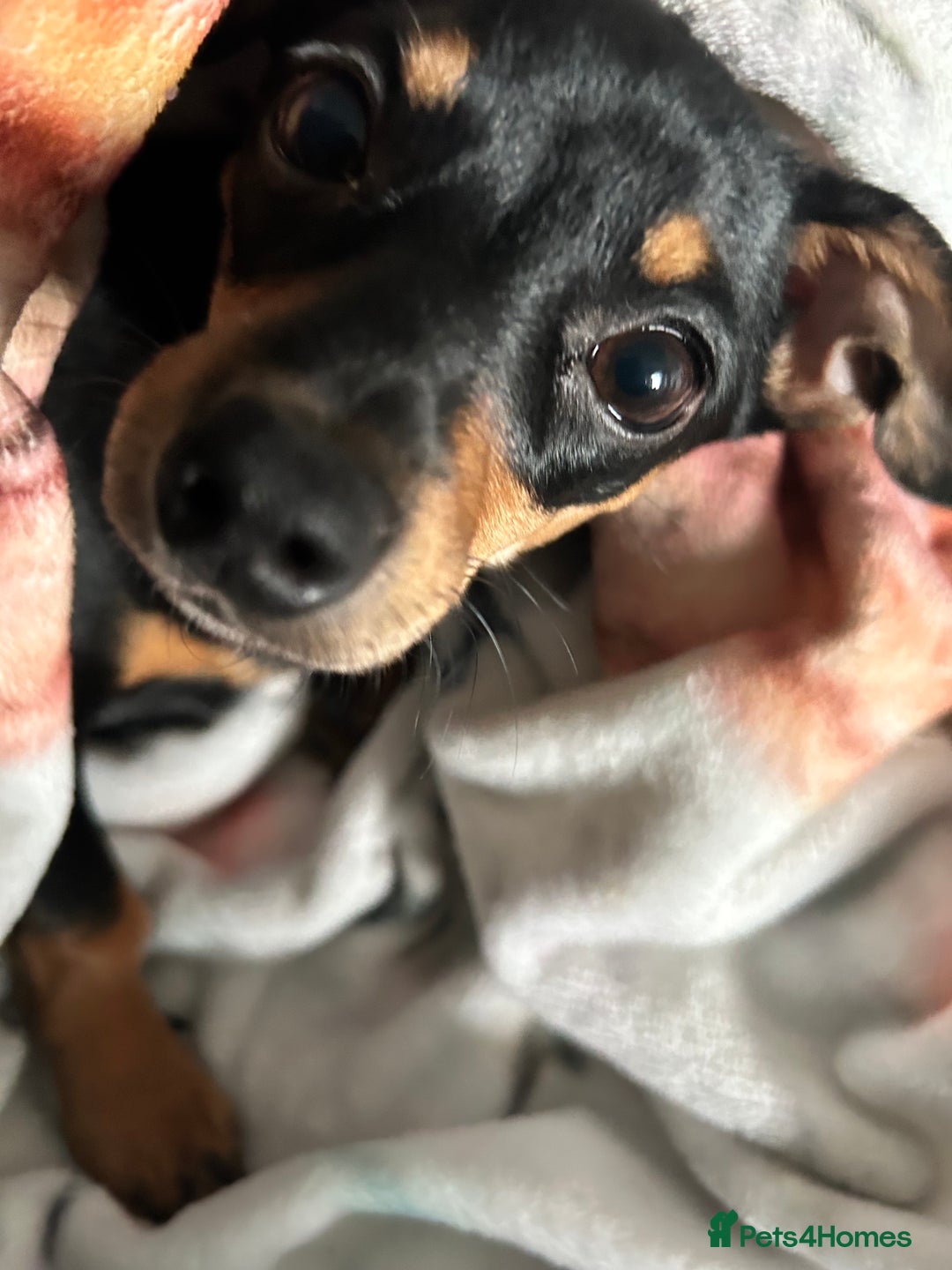 Mixed Breed dogs for sale: Rehoming Chiweenie - 2 Years Old  - Image 5