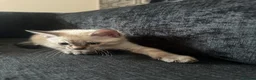 Bengal cats for sale: Snow White Charcoal Bengal Kittens  - Advert 8