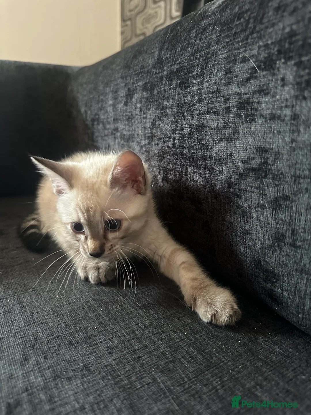 Bengal cats for sale: Snow White Charcoal Bengal Kittens  - Advert 8