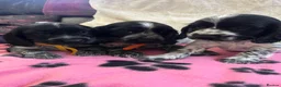 Cocker Spaniel dogs for sale: Stunning show type cocker spaniel puppies  - Advert 6
