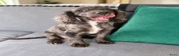 Cocker Spaniel dogs for sale: Cocker spaniel  puppy  in London - Advert 1