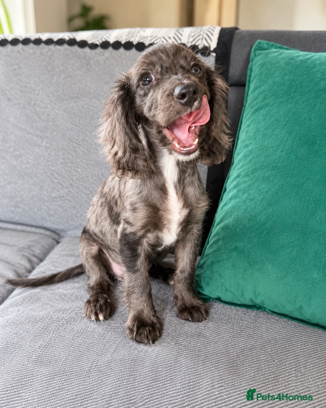 Cocker Spaniel dogs for sale: Cocker spaniel  puppy  in London - Advert 1
