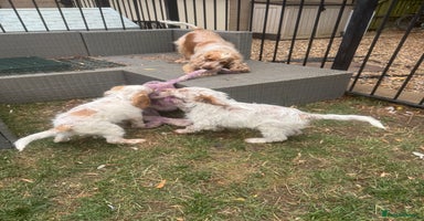 Cockapoo dogs - Advert 8