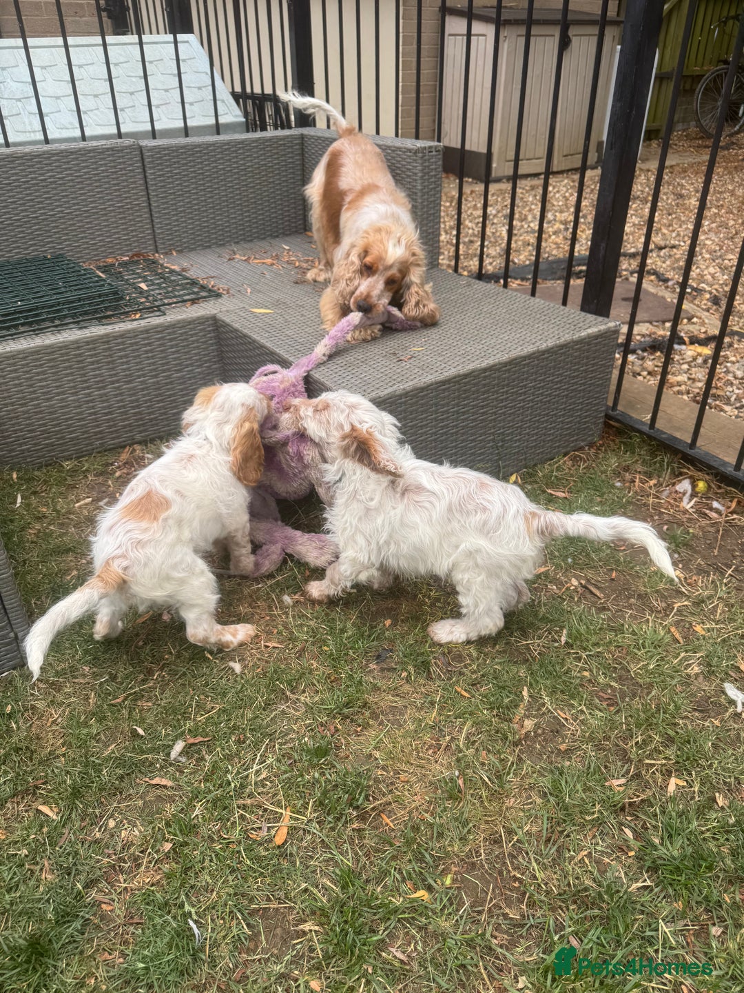 Cockapoo dogs for sale: F1 cockapoo  - Image 14