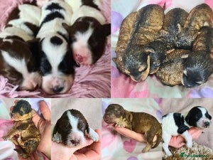 Cockapoo dogs Parti & Sable Cockapoos. APRIL hometime - Advert 15