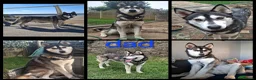 Pomsky dogs for sale: ❤️ POMSKY PUPPIES READY NOW ❤️ in Port Talbot - Advert 31