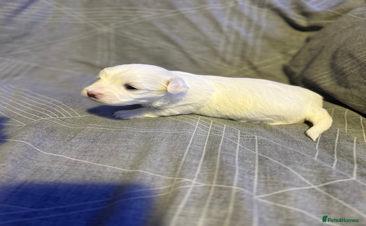 Maltese dogs Beautiful Maltese puppies for sale - Advert 4