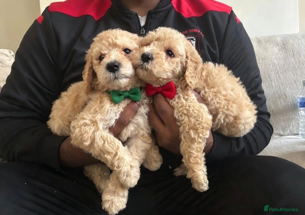 Saint Berdoodle dogs for sale: READY NOW❤️ Saint bernadoodle,Standard poodle💙 - Advert 1