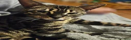 Bengal cats for sale: Retired Bengal Queen in Maidstone - Advert 1
