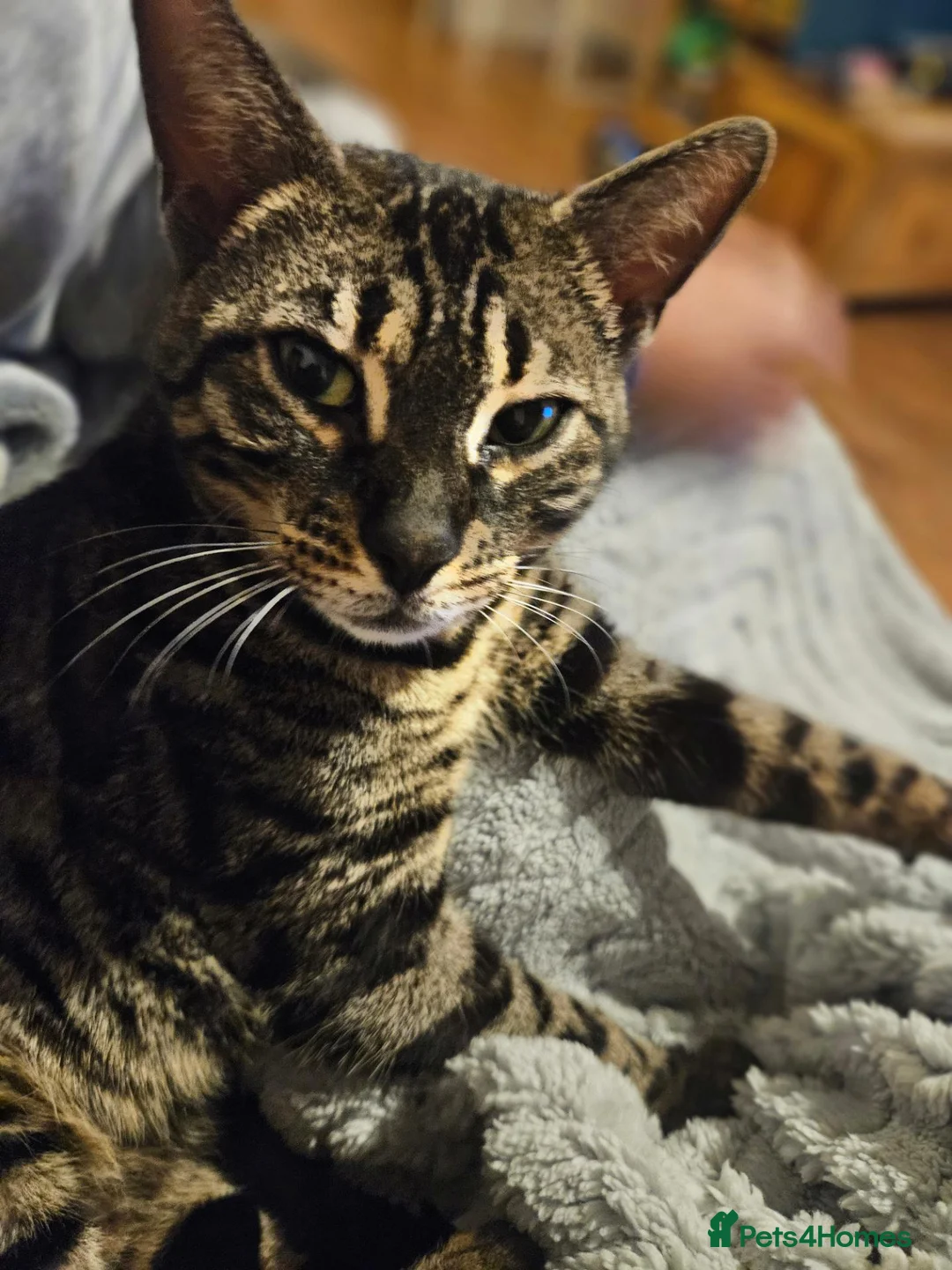 Bengal cats for sale: Retired Bengal Queen in Maidstone - Advert 1