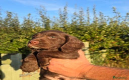 Sprocker dogs for sale: Working sprocker pups  - Image 4