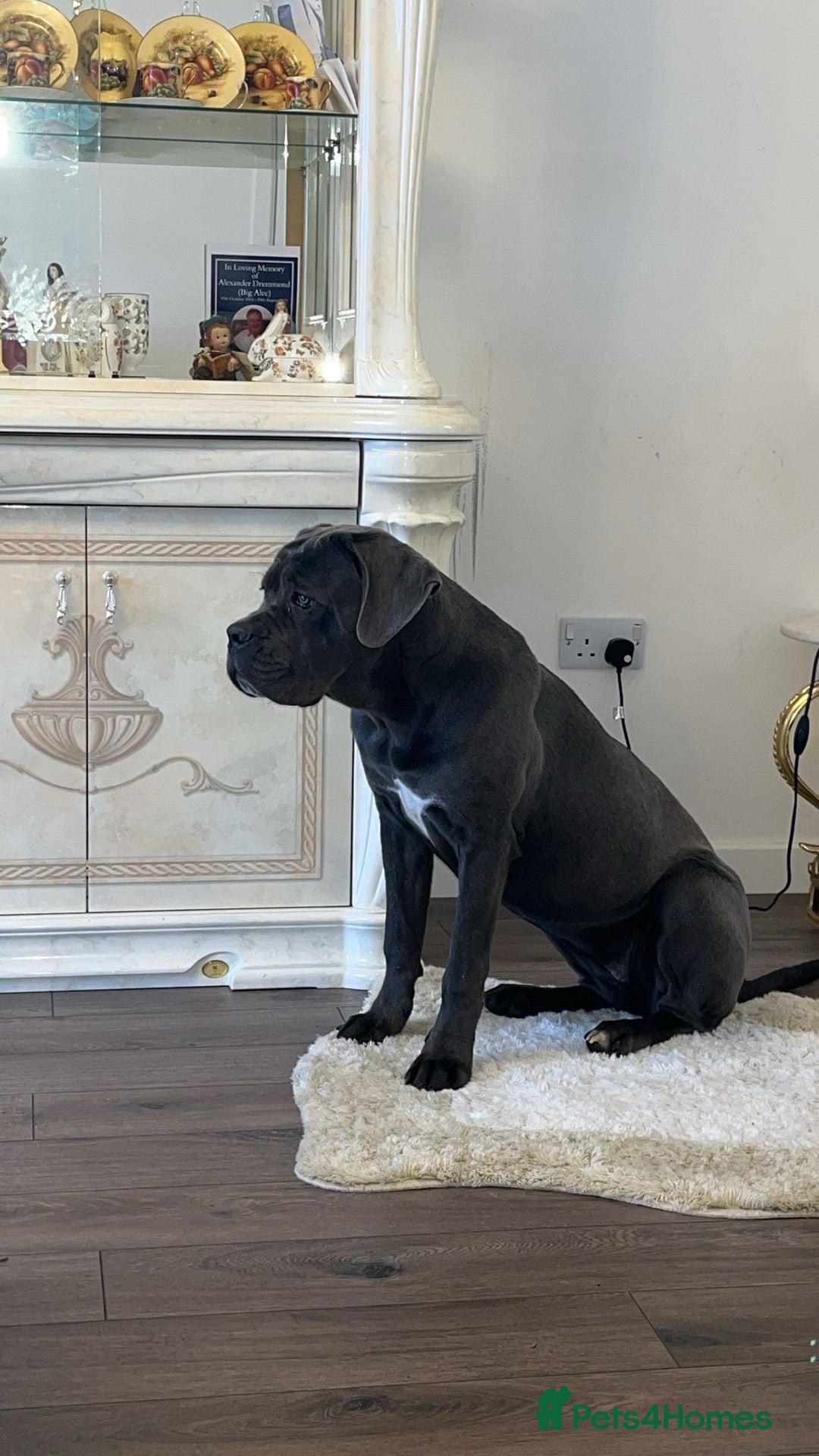 Cane Corso dogs for sale: Cane corso looking for loving home  - Advert 1