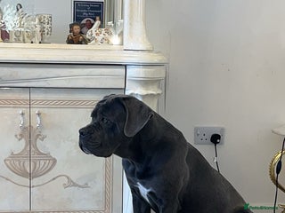 Cane Corso dogs Cane corso looking for loving home - Advert 4