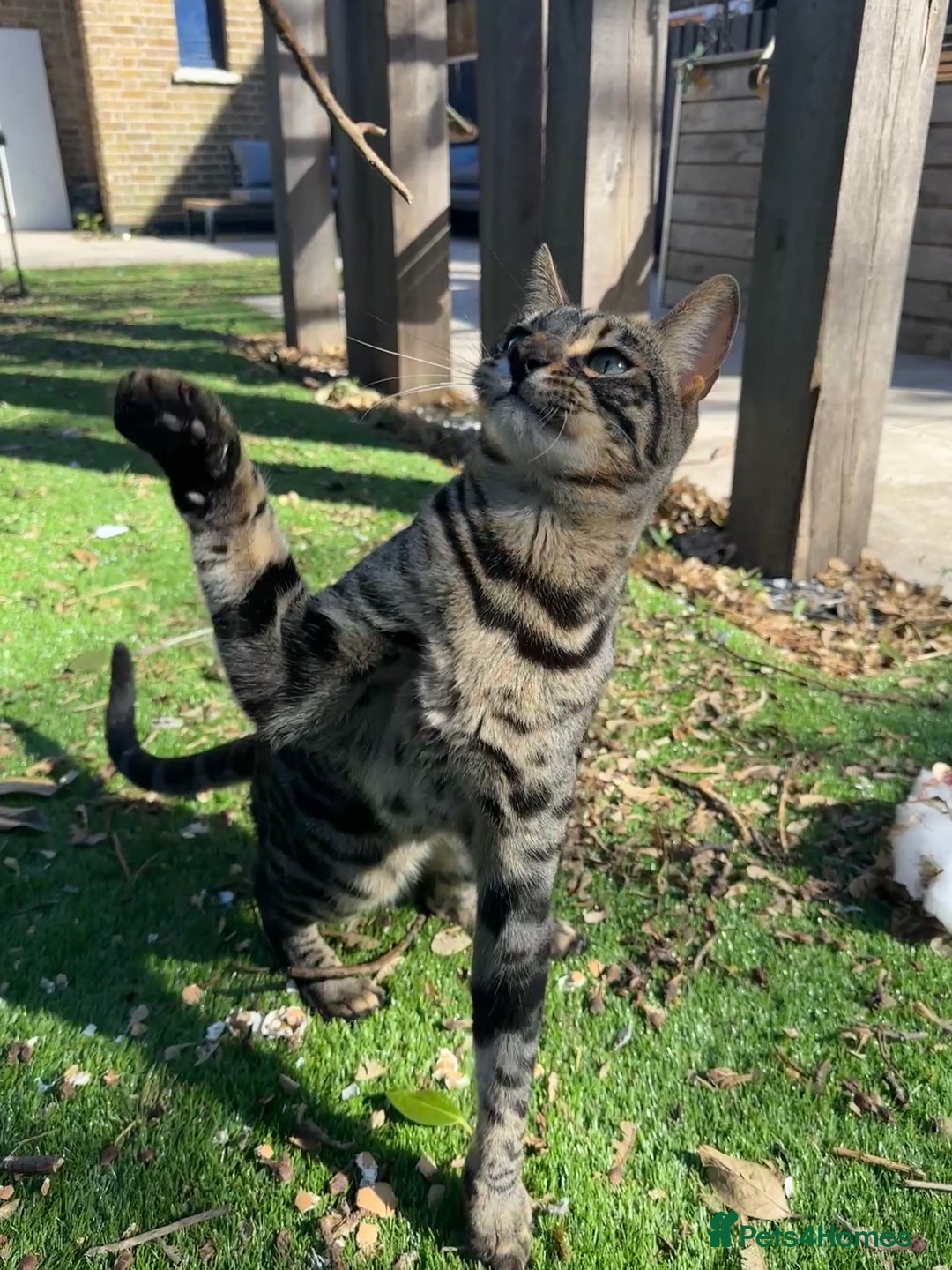 Bengal cats for sale: Merlin, 2 Years, Bengal, neutered - Rehoming - Image 5