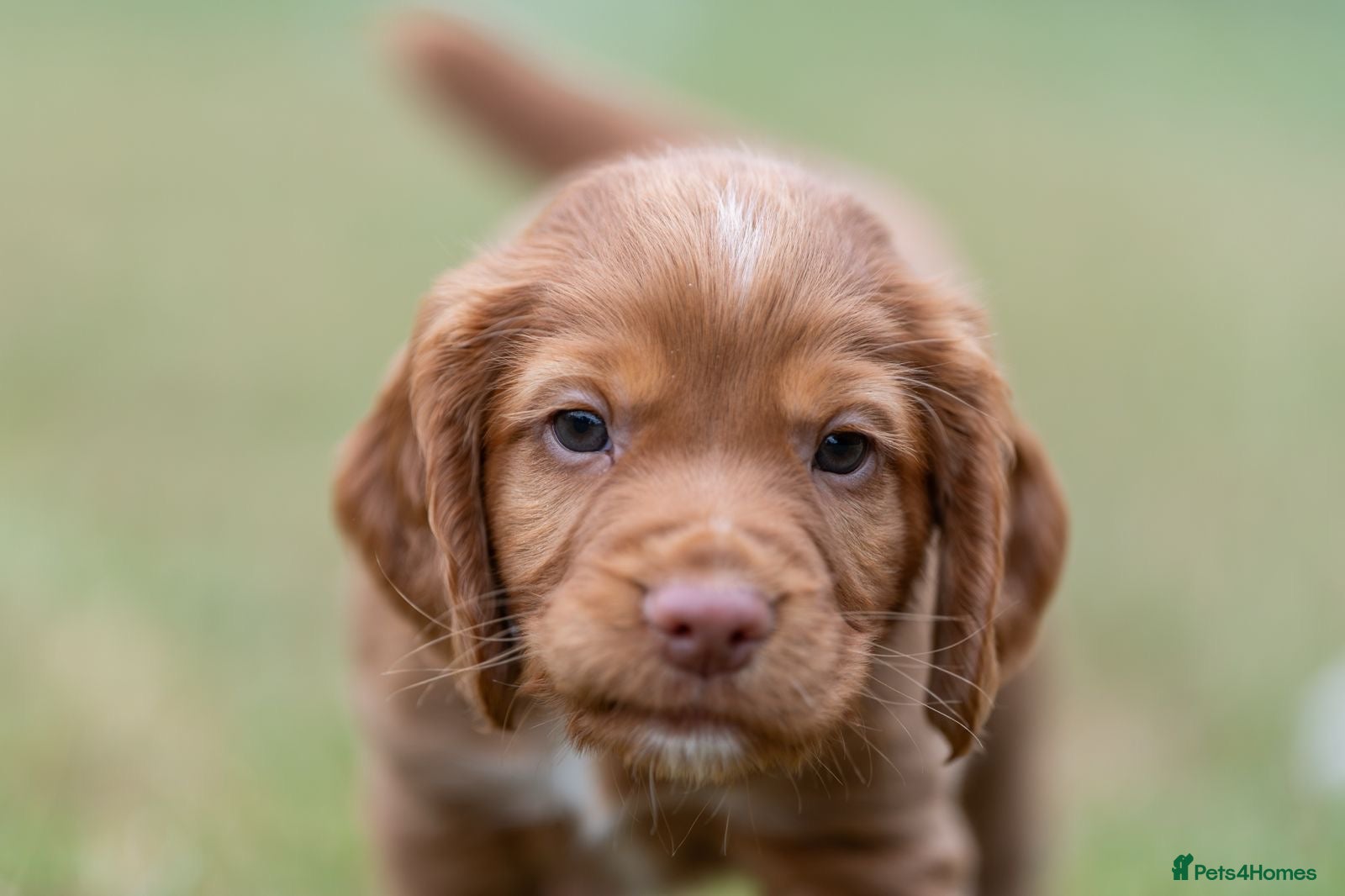 Cocker Spaniel dogs Working male cocker spaniel fantastic pedigree - Advert 11