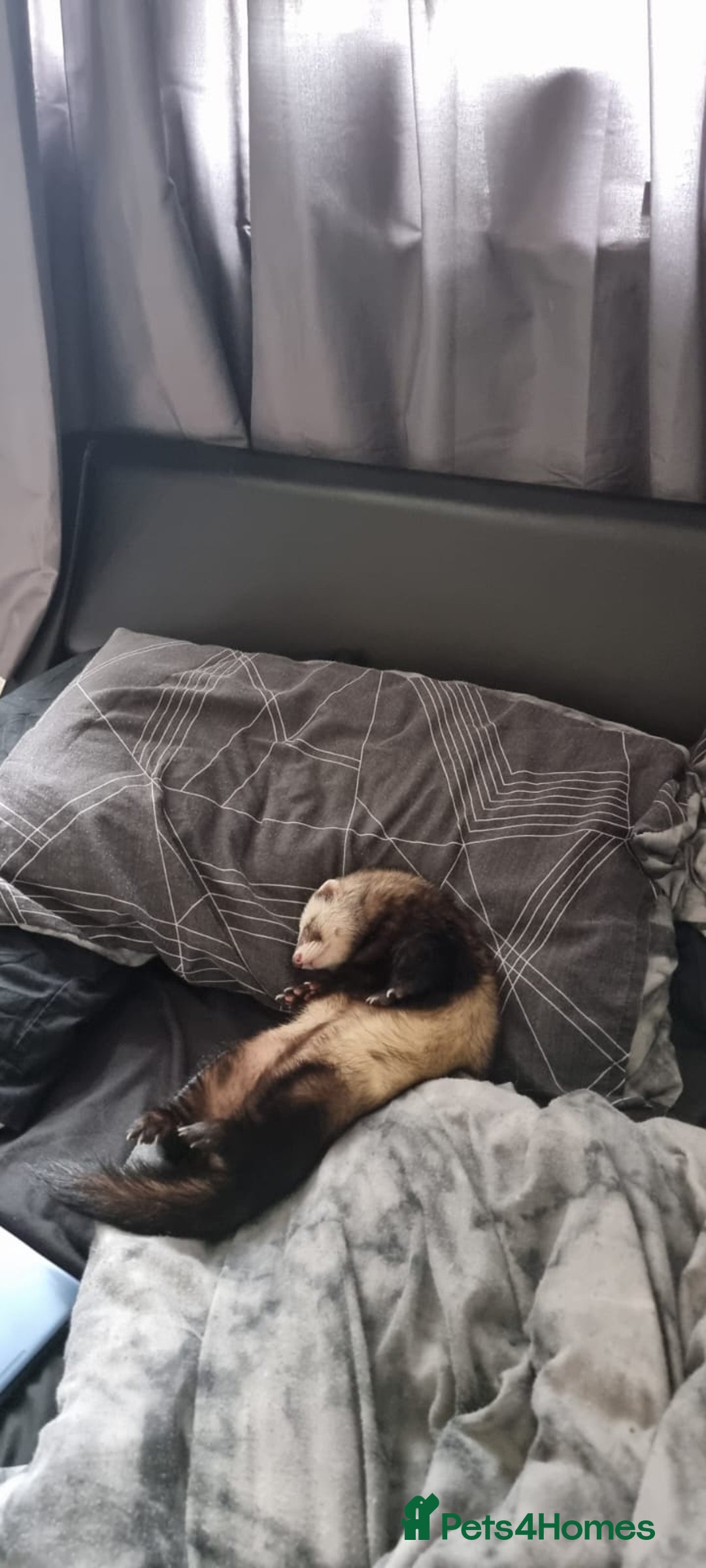 Ferret rodents for sale: 2 male ferrets looking for mew home - Advert 3