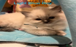 Ragdoll cats for sale: Beautiful Chunky Ragdoll Kittens For Sale - Image 27