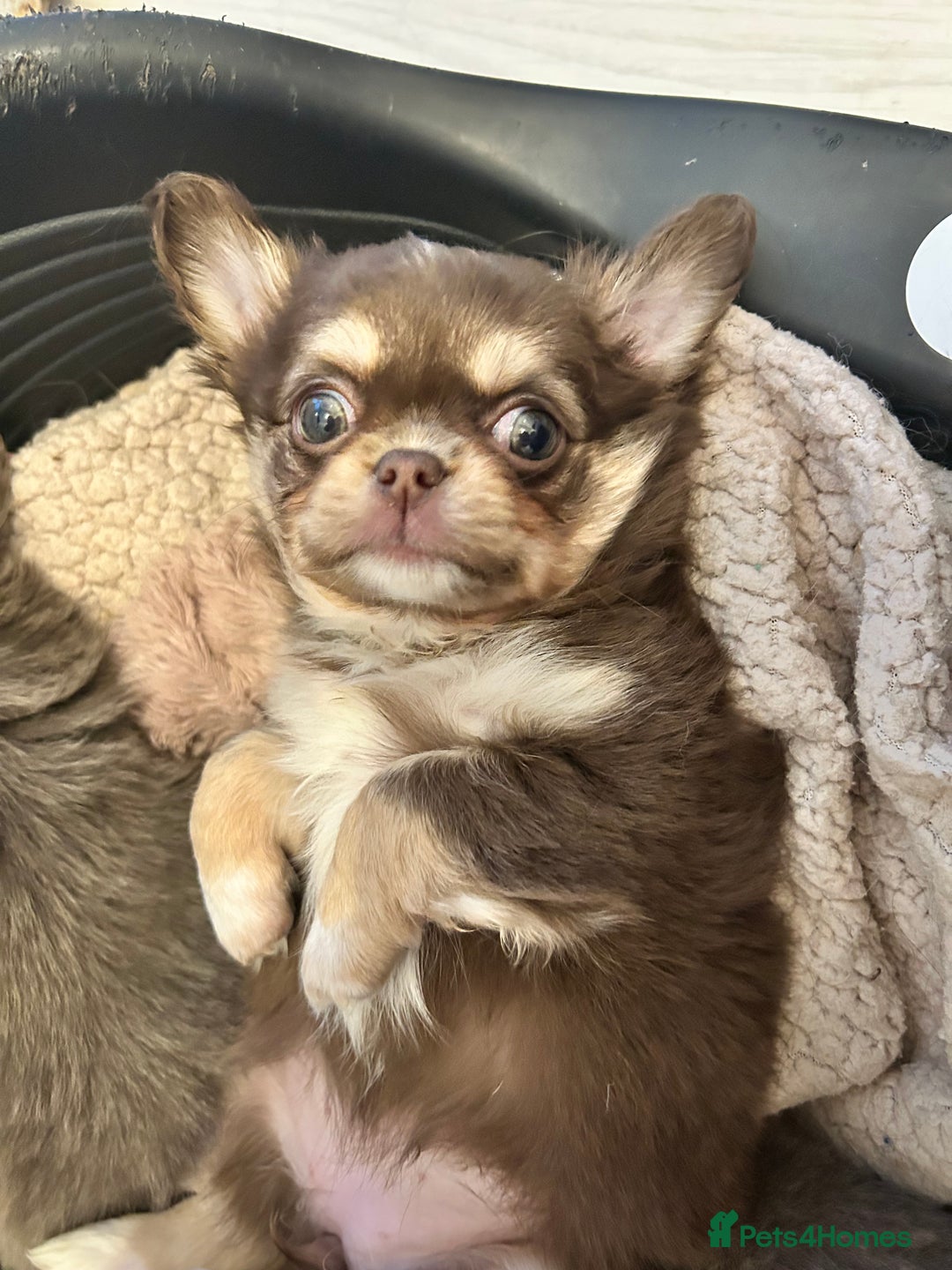 Chihuahua dogs for sale: KC LONG COAT CHIHUAHUAS  - Advert 1