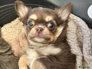 Chihuahua dogs KC LONG COAT CHIHUAHUAS - Advert 3