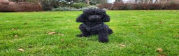 Toy Poodle dogs for stud: Toy poodle for stud - PROVEN - Fully DNA tested in Mexborough - Advert 2