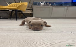 Olde English Bulldogge dogs for sale: Top quality olde English bulldogs - NEBBER REG - Advert 7