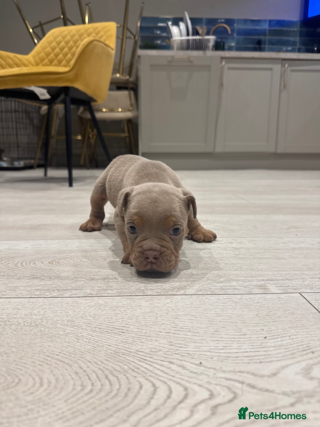 Olde English Bulldogge dogs for sale: Top quality olde English bulldogs - NEBBER REG - Advert 7