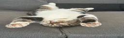 Domestic Shorthair cats for sale: Toastie  - Advert 3