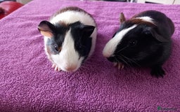 Guinea Pig rodents for sale: 2 baby  female guinea pigs for sale  - Image 2