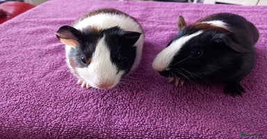 Guinea Pig rodents - Advert 3