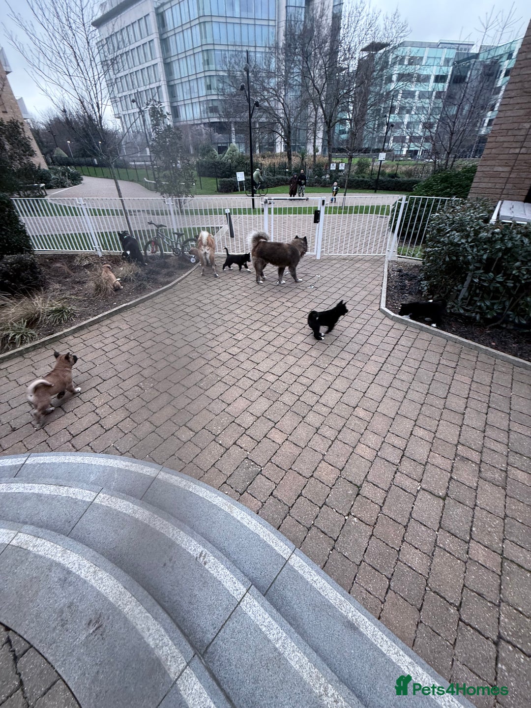 Akita dogs for sale: American Akita puppies - Advert 16