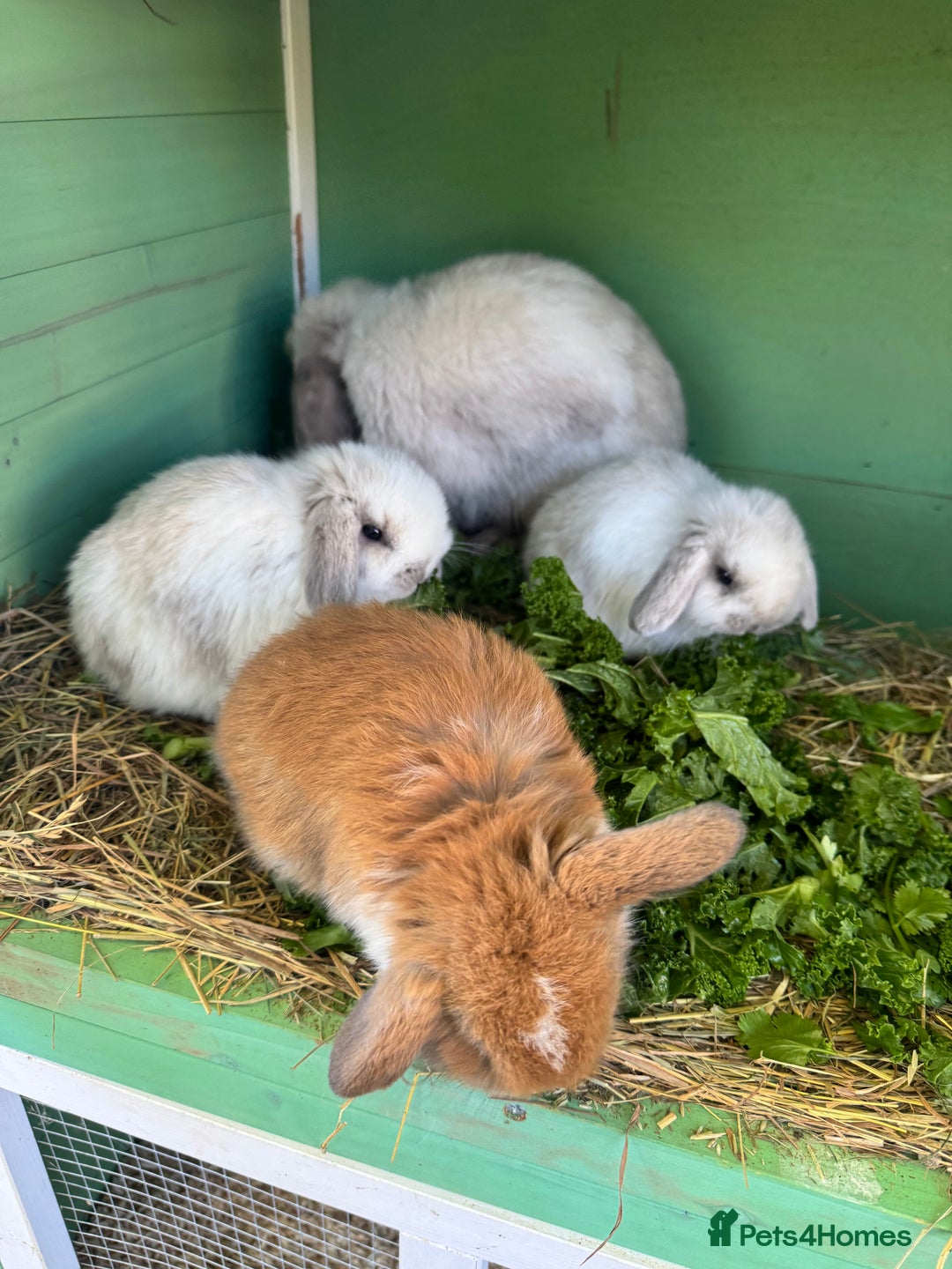 Mini Lop rabbits for sale: Mini lop - Advert 6